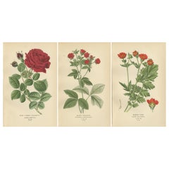 Antique Botanical Prints: General Jacqueminot Rose, Silvery Cinquefoil & Scarlet Avens
