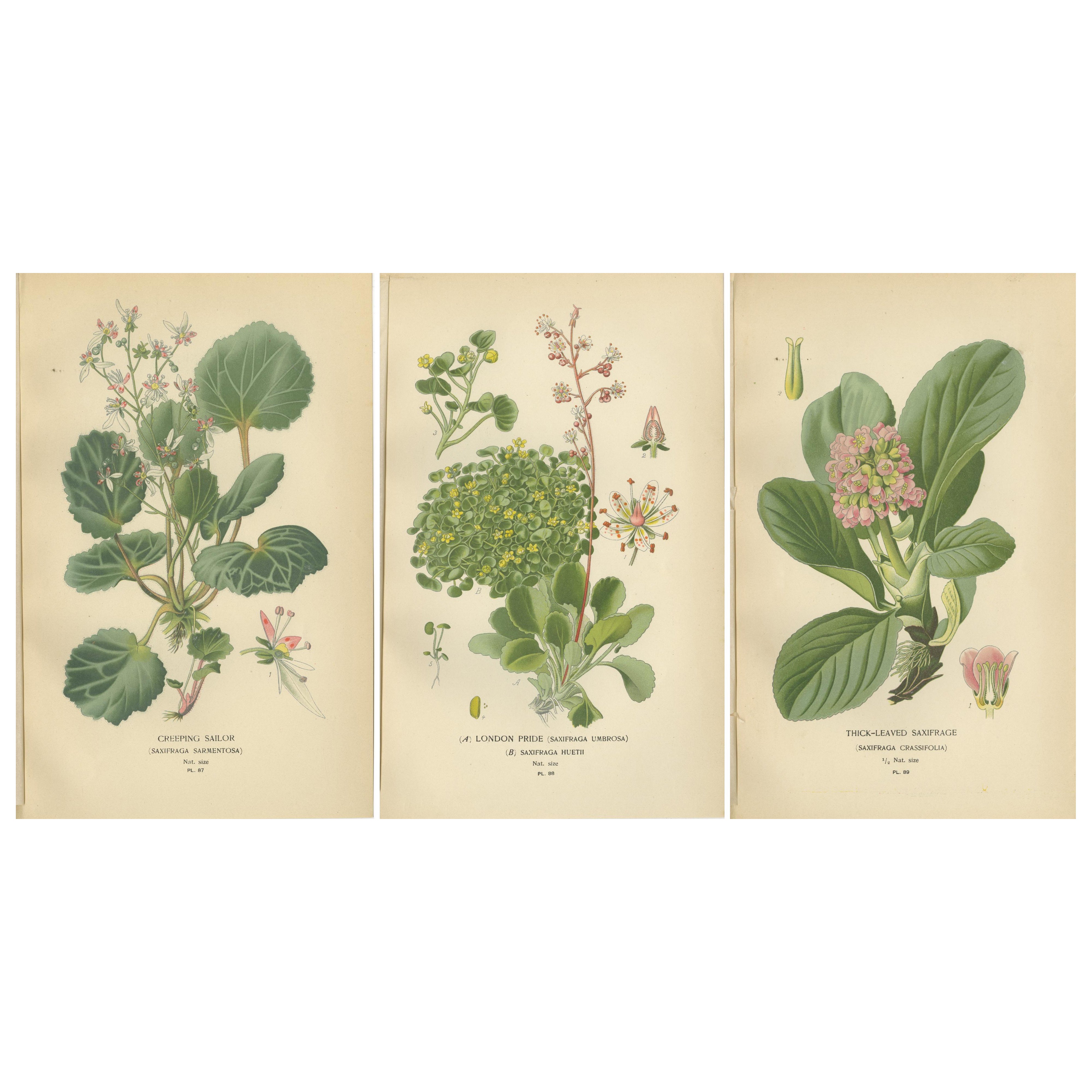 Botanical Prints: Creeping Sailor, London Pride and Thick-Leaved Saxifrage, 1897