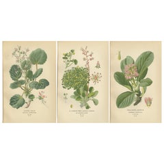 Estampas botánicas: Marinero rastrero, Orgullo londinense y Saxifrage de hoja gruesa, 1897