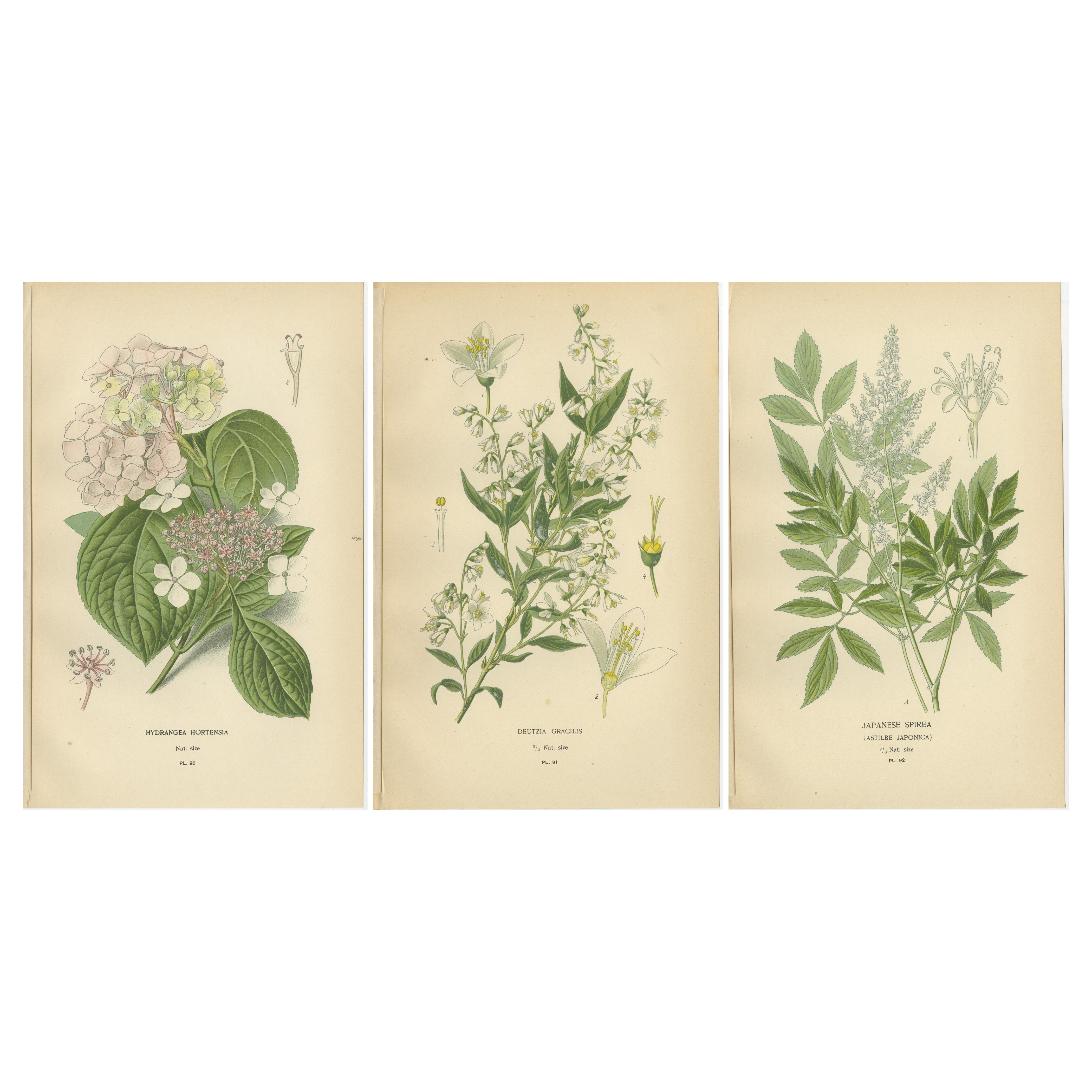botanische Drucke: Hydrangea Hortensia, Deutzia Gracilis und japanisches Spirea