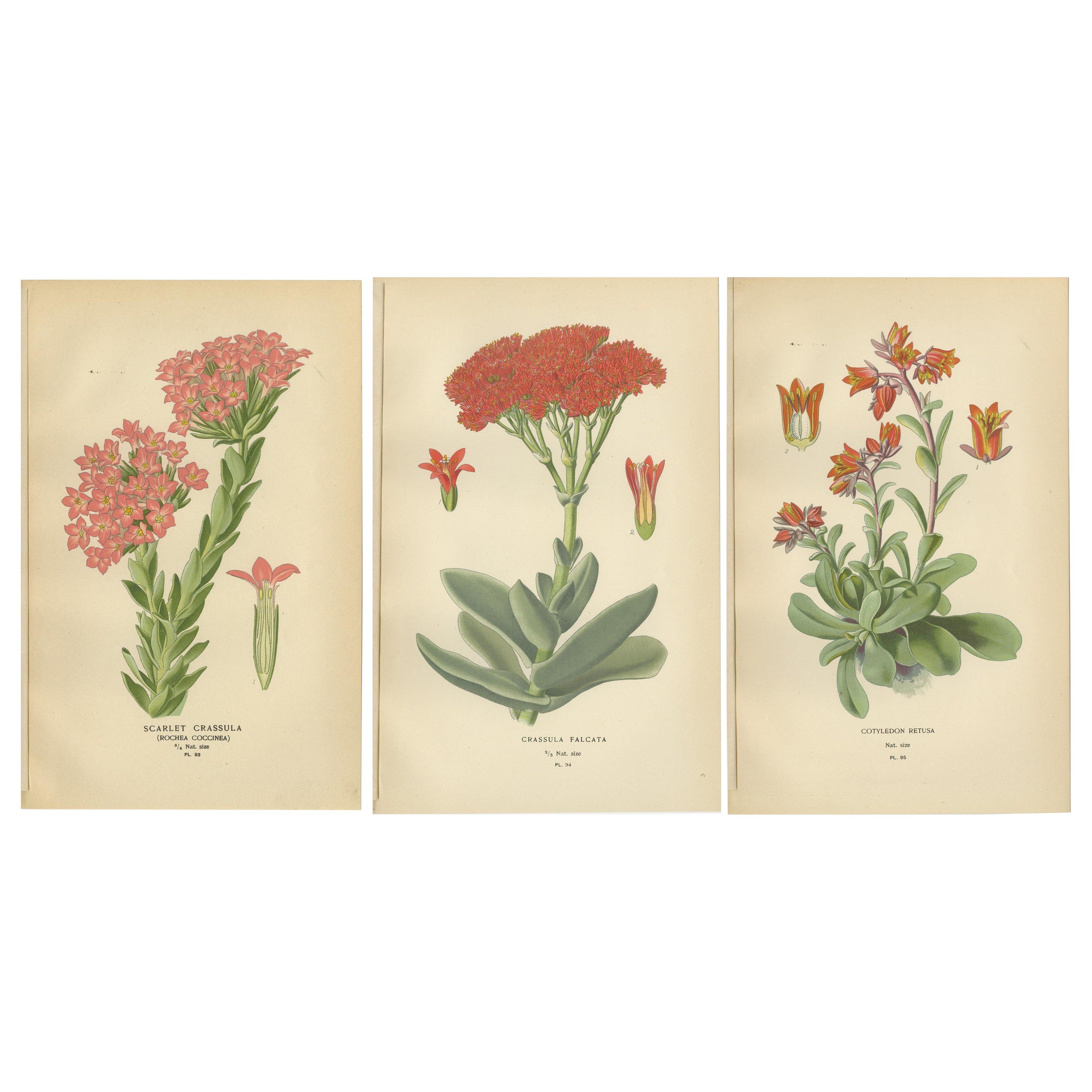 Old Botanical Succulent Prints: Scarlet Crassula, Crassula Falcata & Cotyledon
