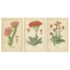 Antique Old Botanical Succulent Prints: Scarlet Crassula, Crassula Falcata & Cotyledon