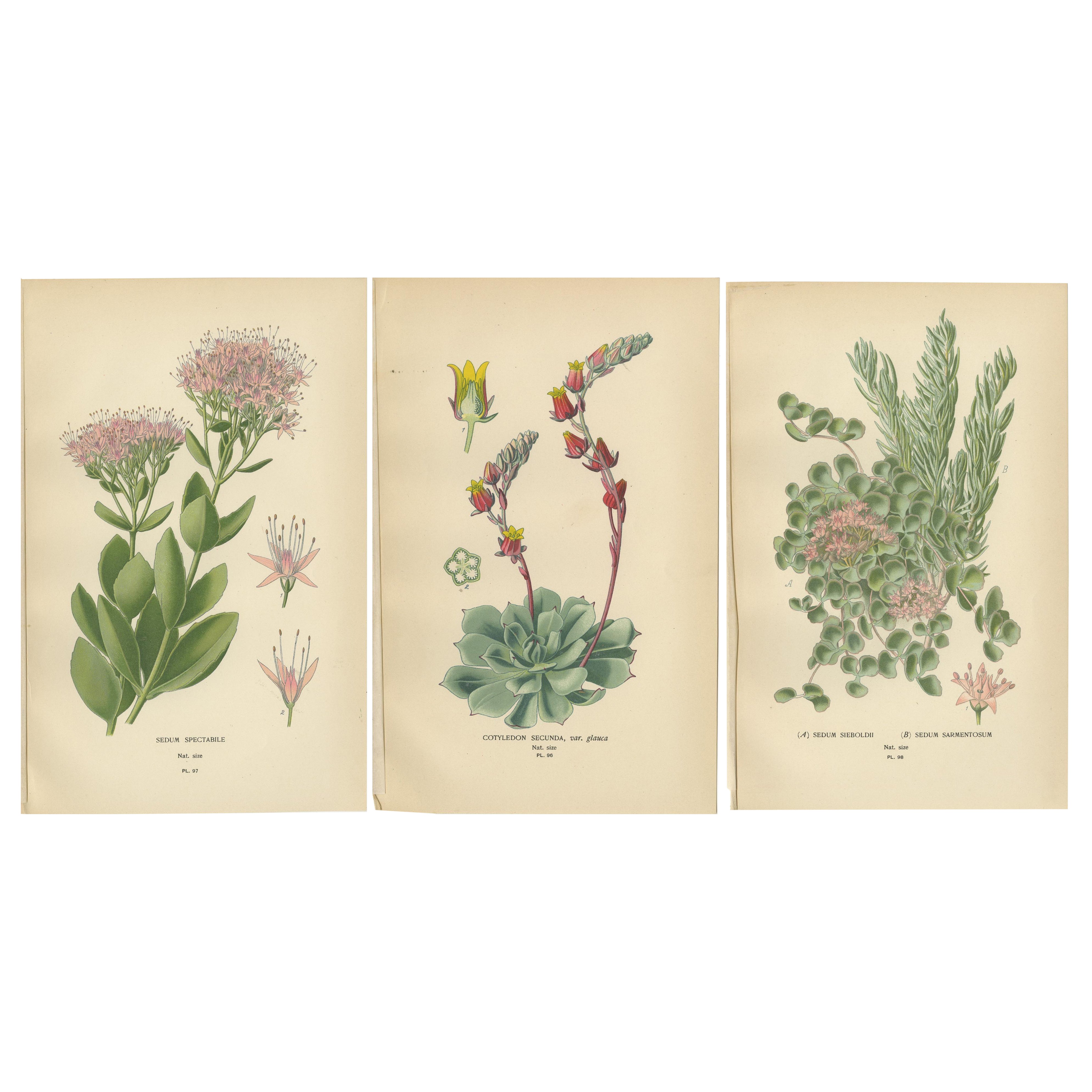 Botanical Succulent Prints: Sedum Spectabile, Cotyledon Secunda, Sedum Sieboldii
