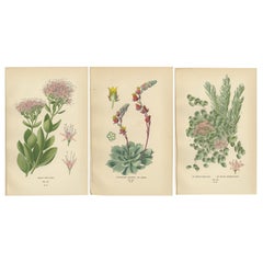 Botanical Succulent Prints: Sedum Spectabile, Cotyledon Secunda, Sedum Sieboldii