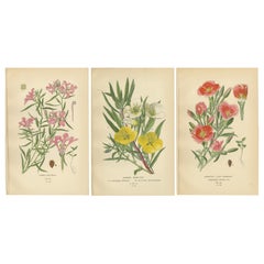 Estampas antiguas de flores: Clarkia Pulchella, Prímulas vespertinas y Godetia, 1897
