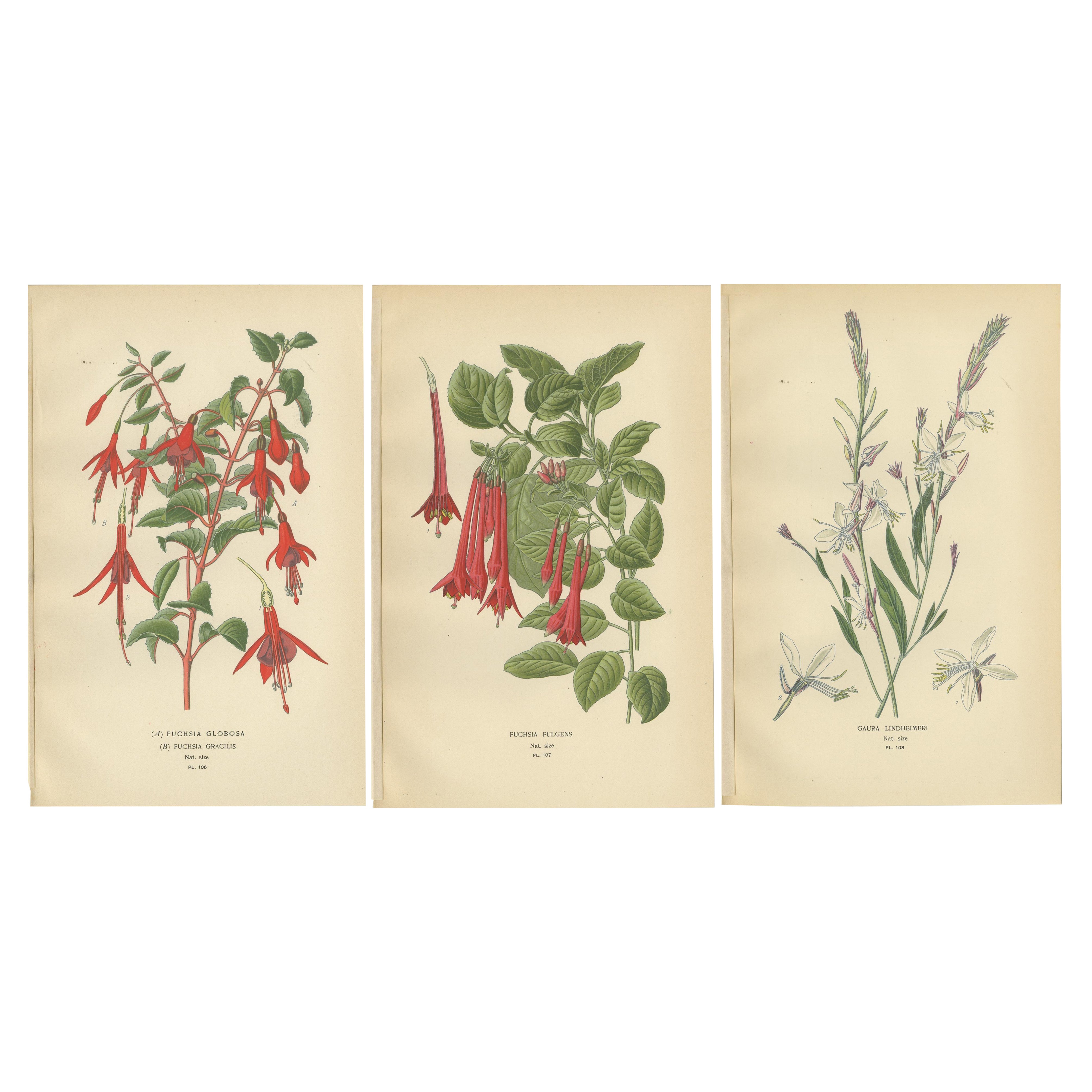 Trio of Botanical Prints: Fuchsia Globosa, Fuchsia Fulgens & Gaura Lindheimeri For Sale
