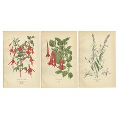 Antique Trio of Botanical Prints: Fuchsia Globosa, Fuchsia Fulgens & Gaura Lindheimeri