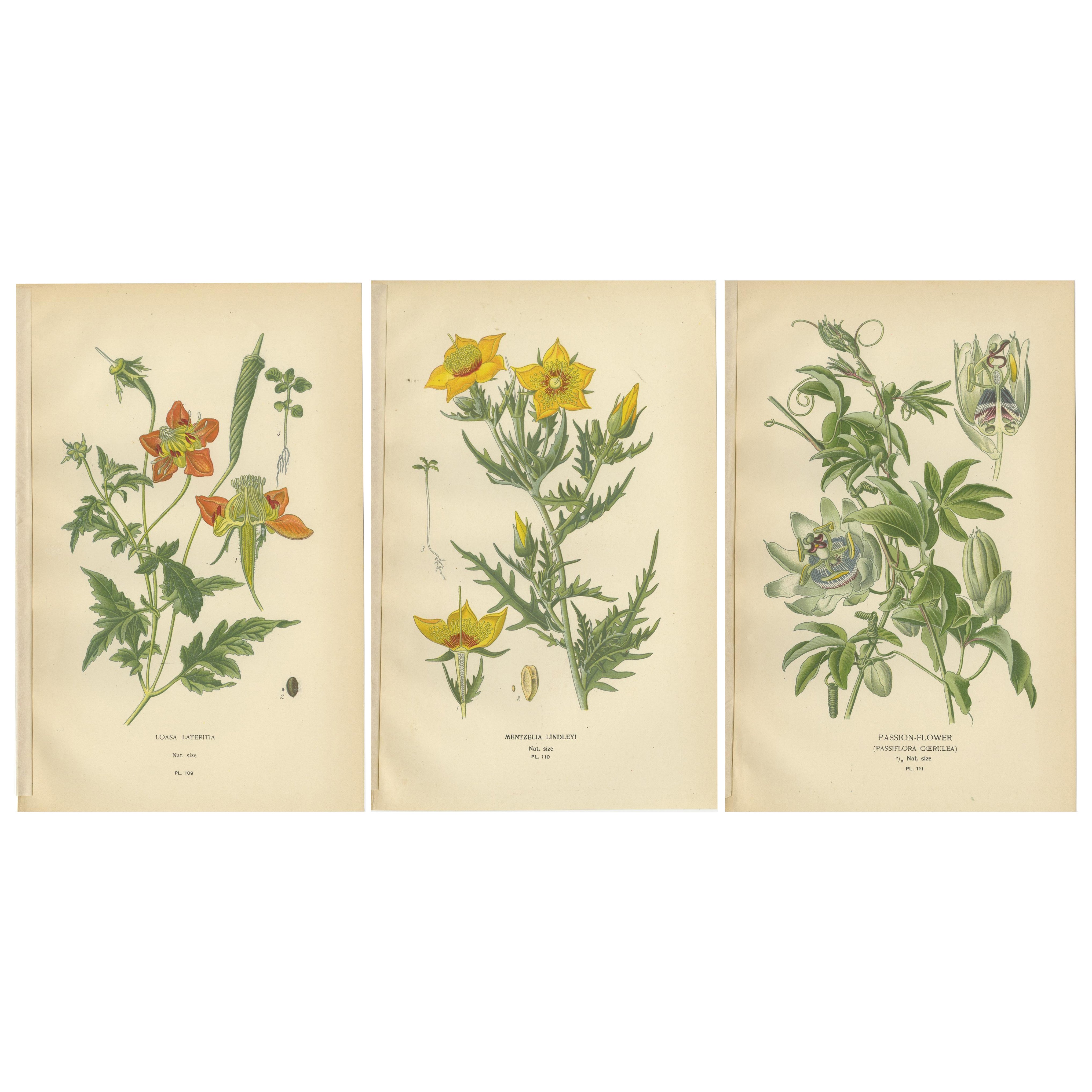 Impressions botaniques anciennes : Loasa Lateritia, Mentzelia Lindleyi et Passion-Flower