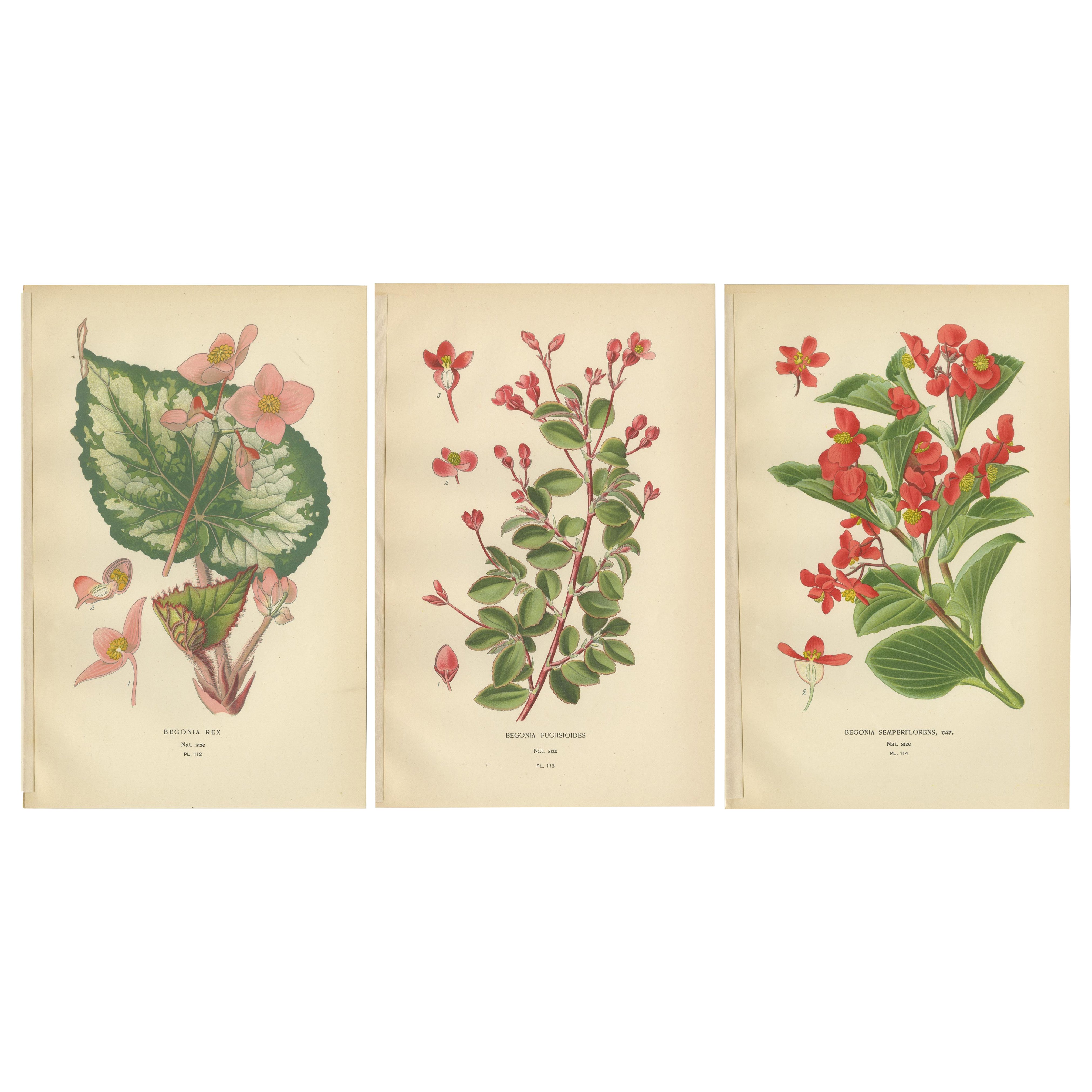 botanische Drucke: Begonia Rex, Begonia Fuchsioides und Begonia Semperflorens, 1897