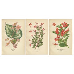Antique Botanical Prints: Begonia Rex, Begonia Fuchsioides & Begonia Semperflorens, 1897
