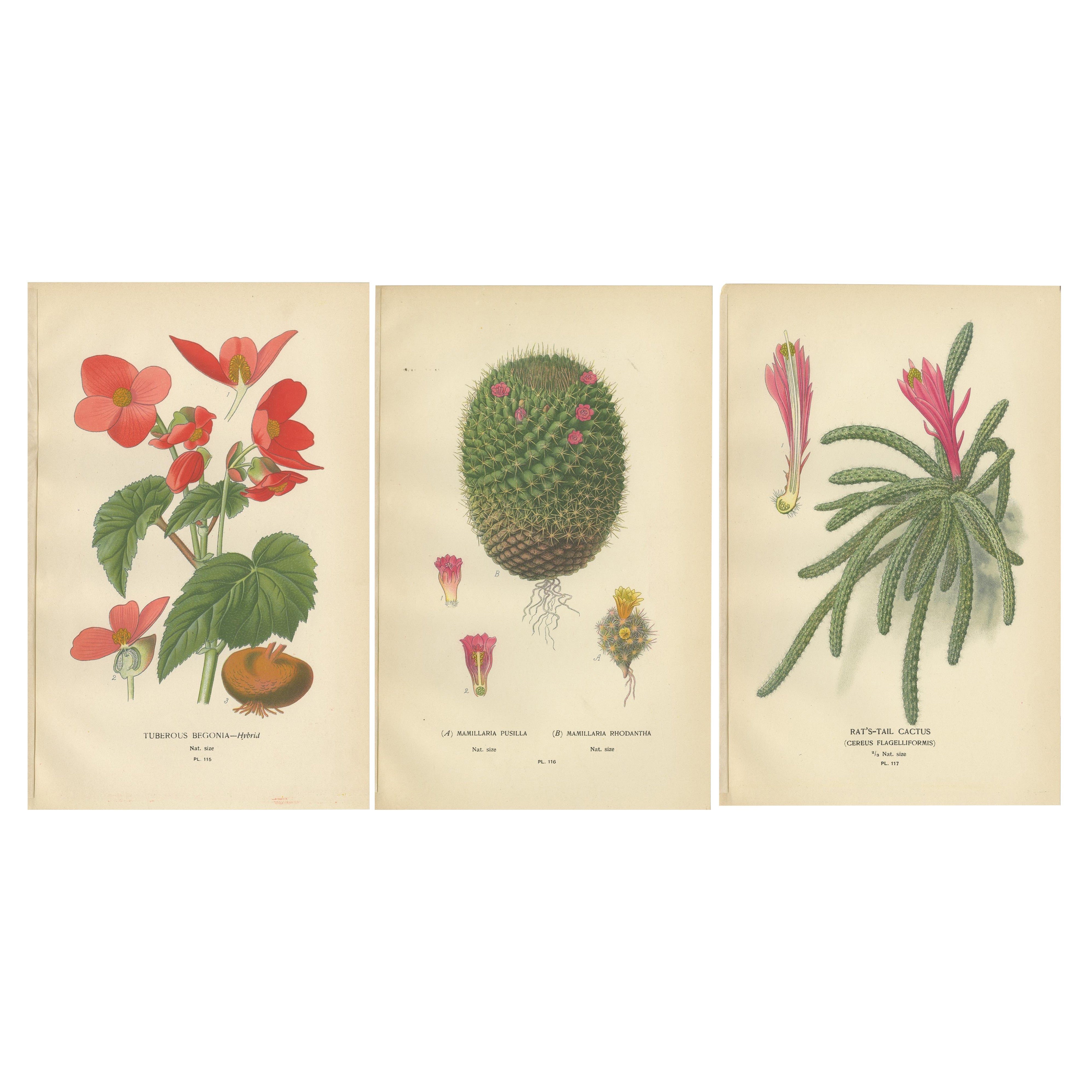 Grabados antiguos: Begonia tuberosa, cactus mamillaria y cactus cola de rata, 1897