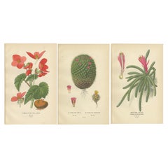 Antique Prints: Tuberous Begonia, Mammillaria Cactus & Rat's-Tail Cactus, 1897