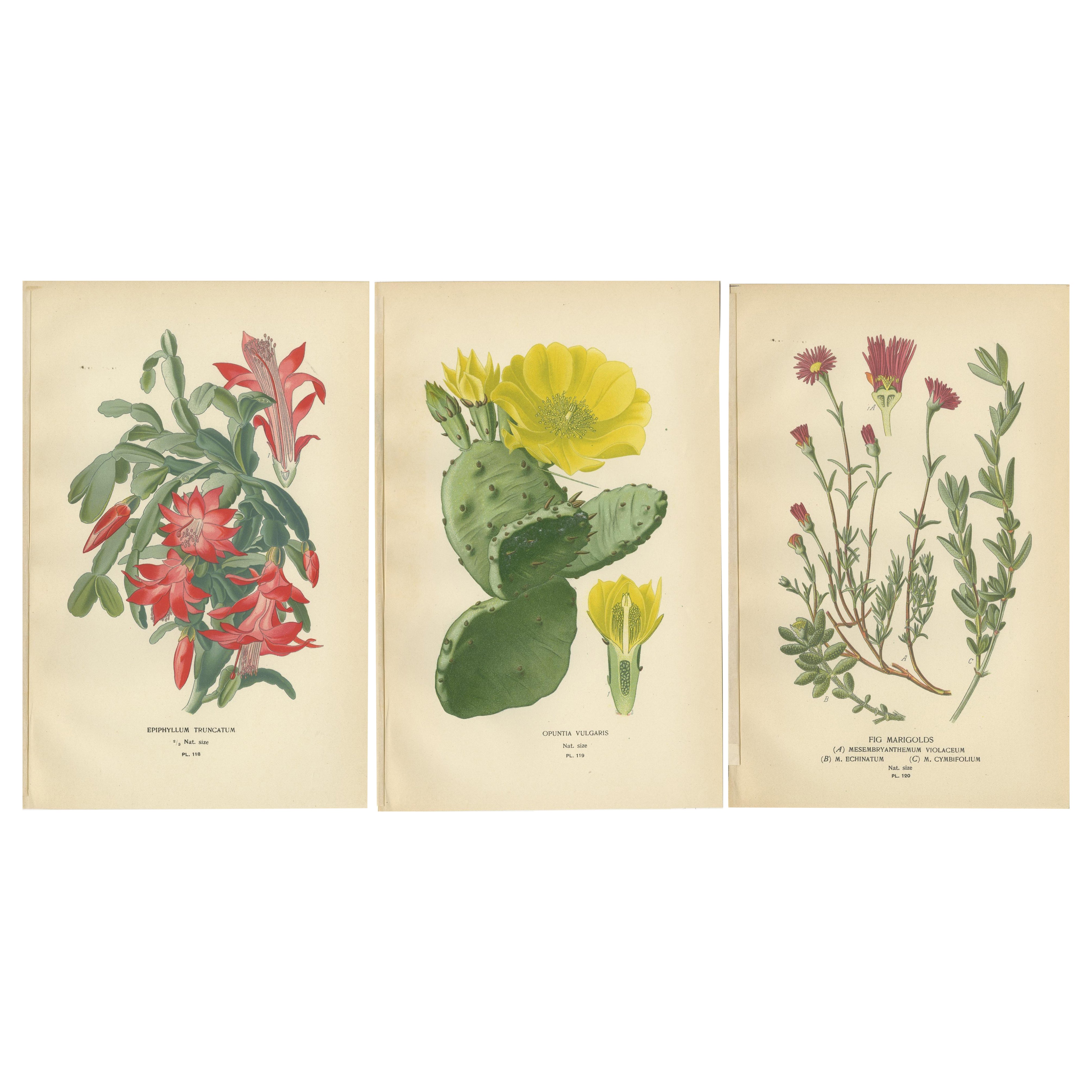 Estampas Botánicas Antiguas: Cactus de Navidad, Cactus de Higo Chumbo y Caléndulas de Higuera