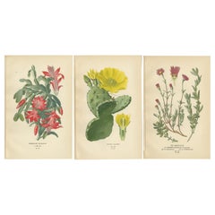 Antique Botanical Prints: Christmas Cactus, Prickly Pear Cactus & Fig Marigolds