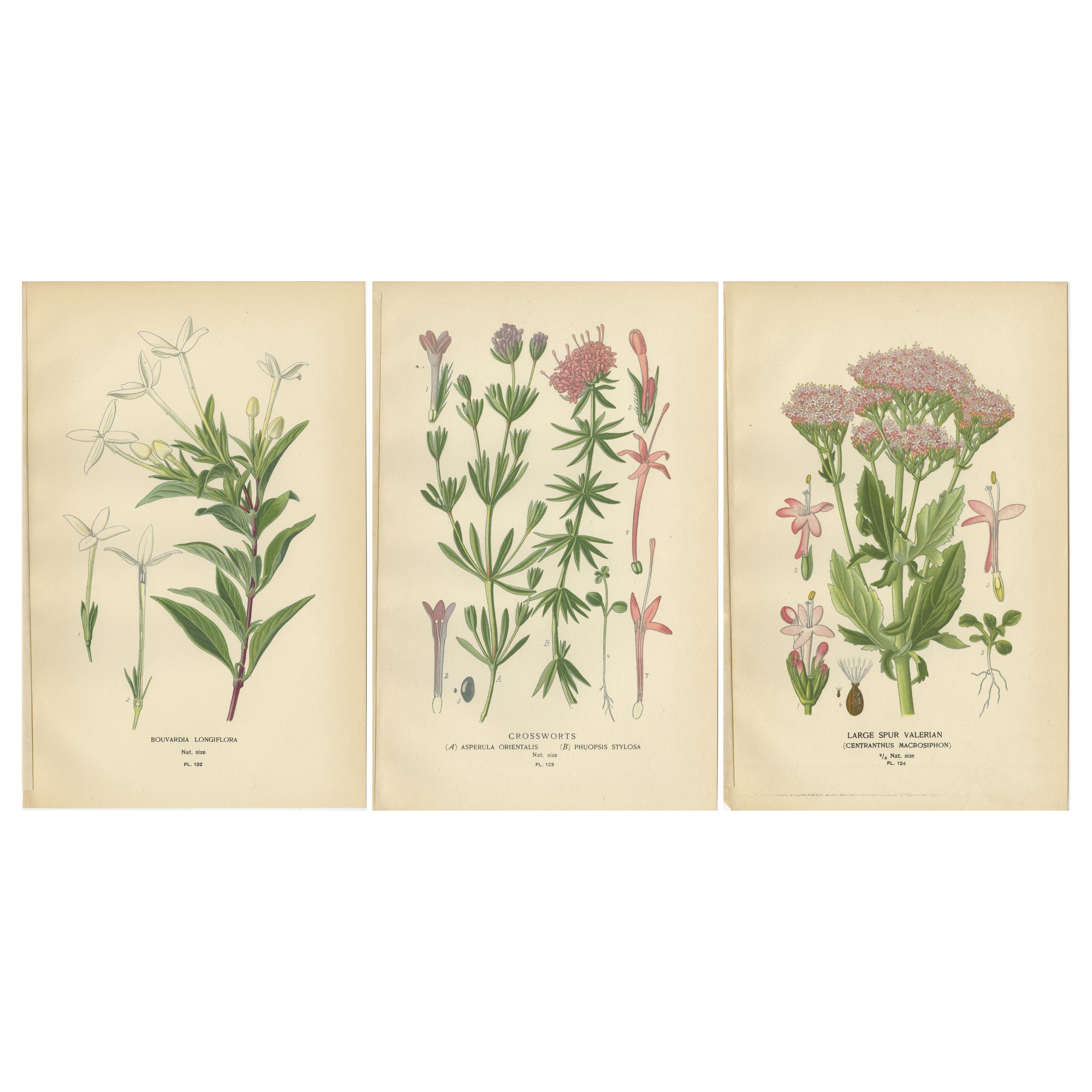 Antike botanische Drucke: Bouvardia Longiflora, Kreuzblumen & Großer Spur Valerian im Angebot