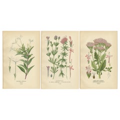 Antique Botanical Prints: Bouvardia Longiflora, Crossworts & Large Spur Valerian