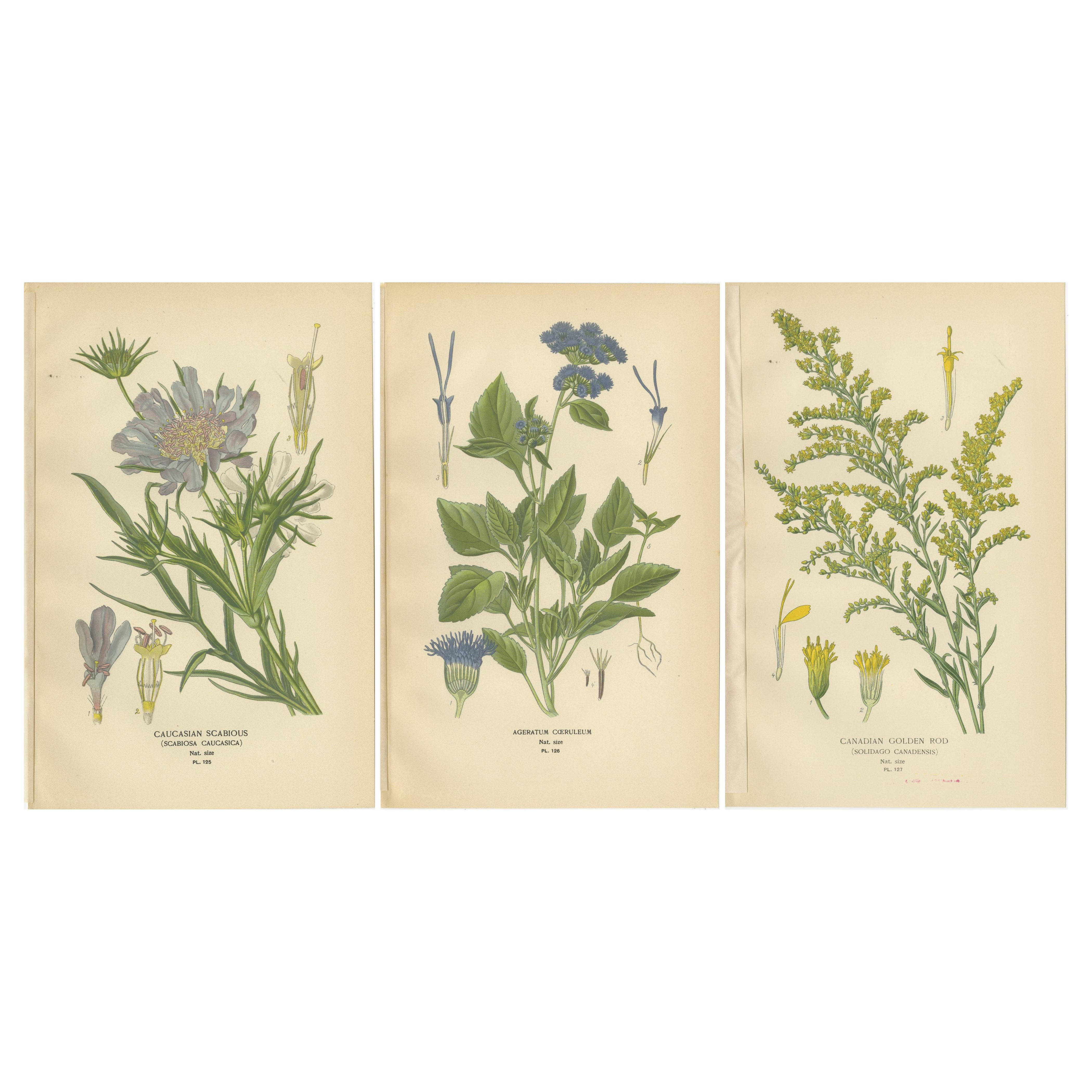 Impresiones botánicas: Escabiosa del Cáucaso, Ageratum Cœruleum y Vara de Oro Canadiense en venta