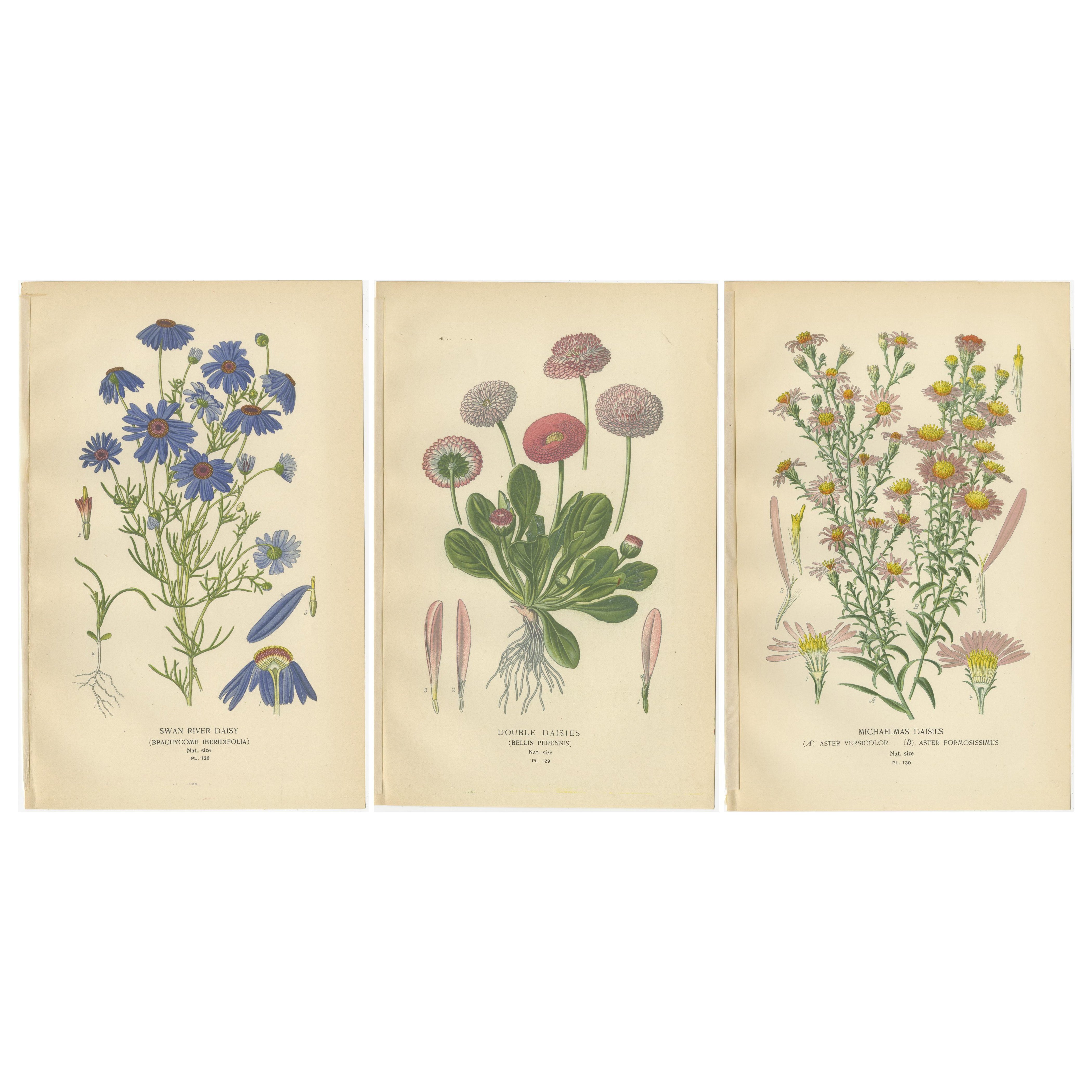 Impressions botaniques : Daisy Swan River, Double Daisies et Michaelmas Daisies, 1897