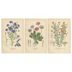 Botanical Prints: Swan River Daisy, Double Daisies & Michaelmas Daisies, 1897