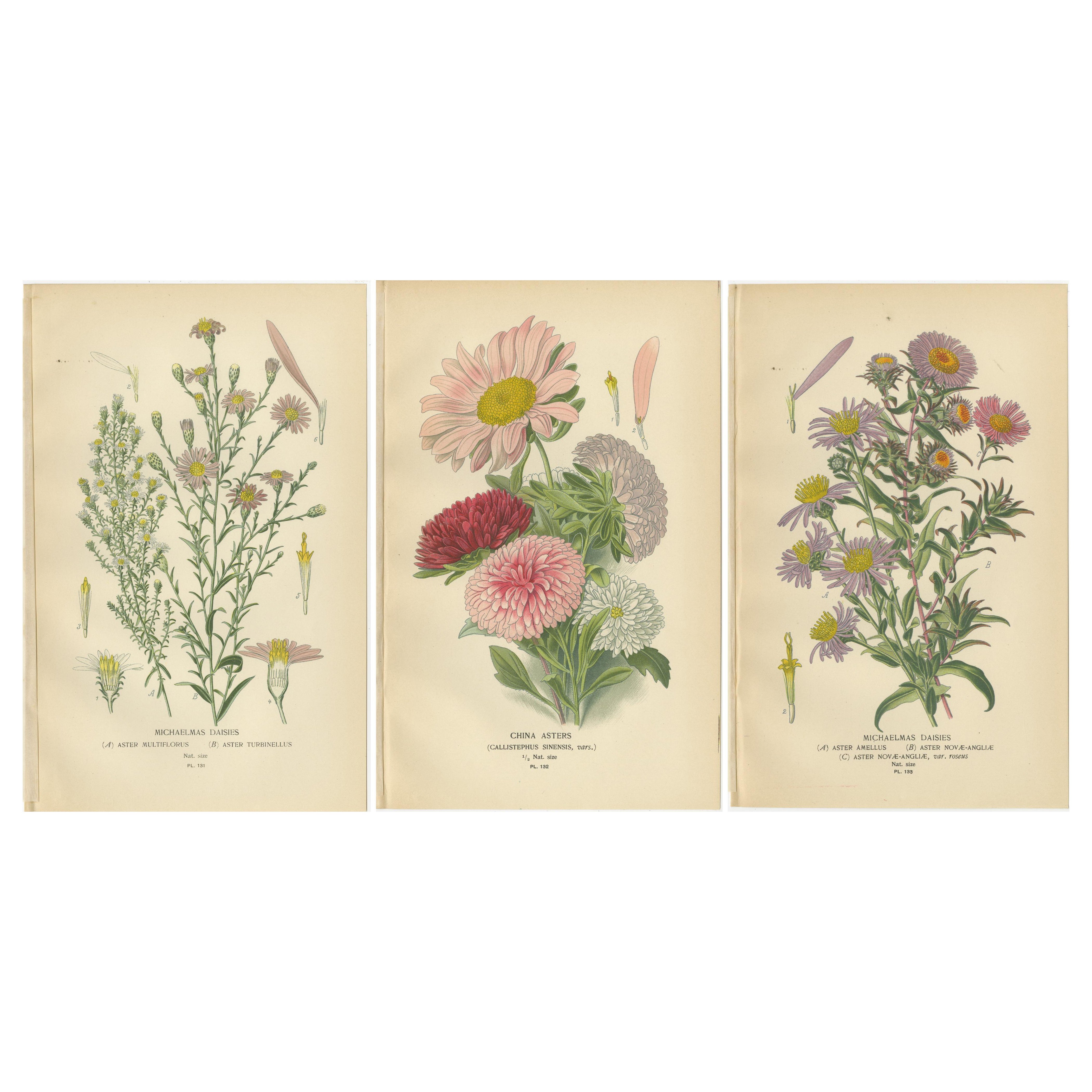 Antique Botanical Prints: Michaelmas Daisies, China Asters & New England Asters