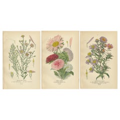 Antique Botanical Prints: Michaelmas Daisies, China Asters & New England Asters