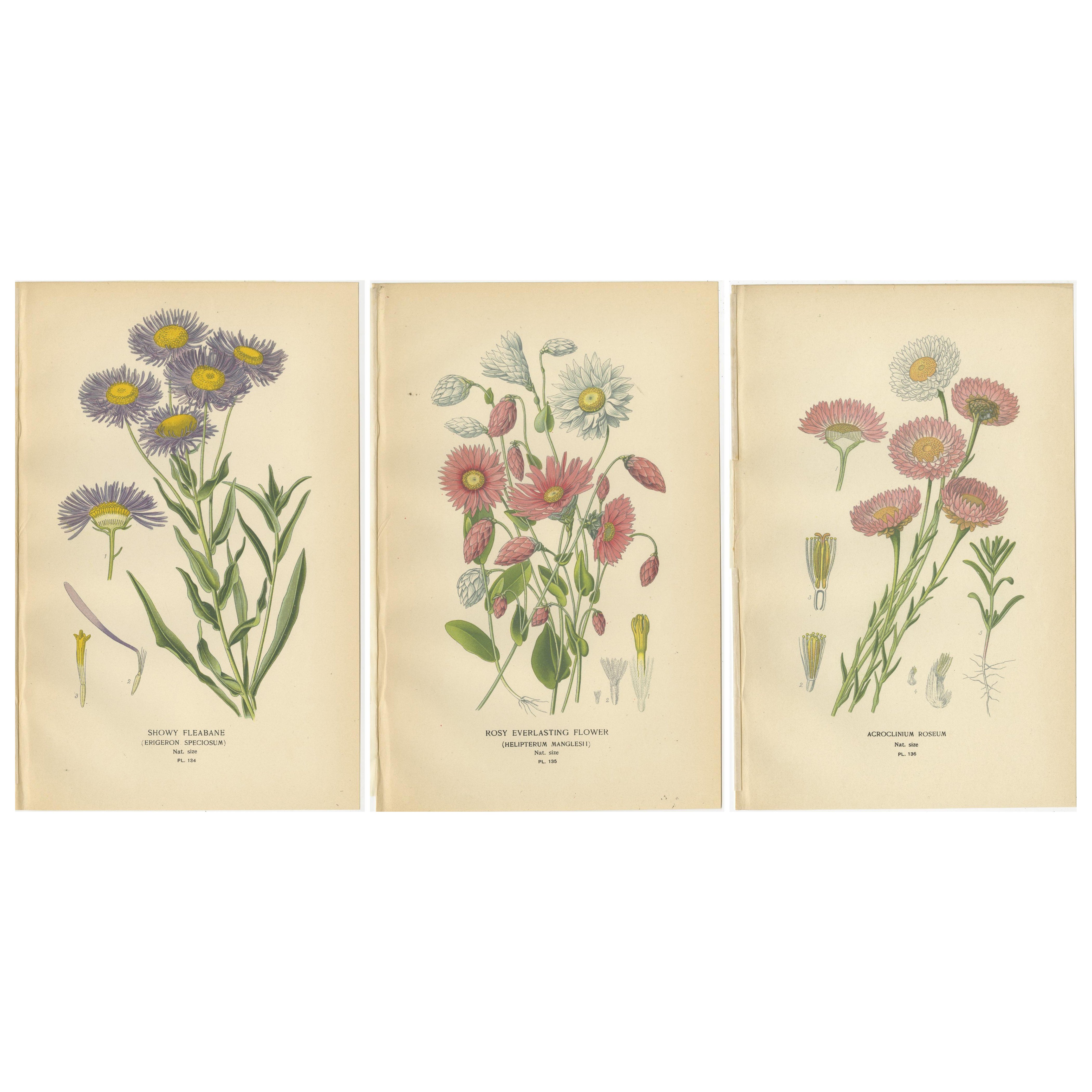 Antike botanische Drucke: Showy Fleabane, Rosy Everlasting & Acroclinium Roseum