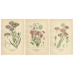 Grabados Botánicos Antiguos: Florecilla vistosa, Siempreviva rosada y Acroclinium roseum