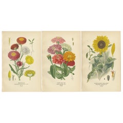 Estampas Botánicas Antiguas: Siempreviva, Juventud y Edad y Girasol de Hoja de Plata