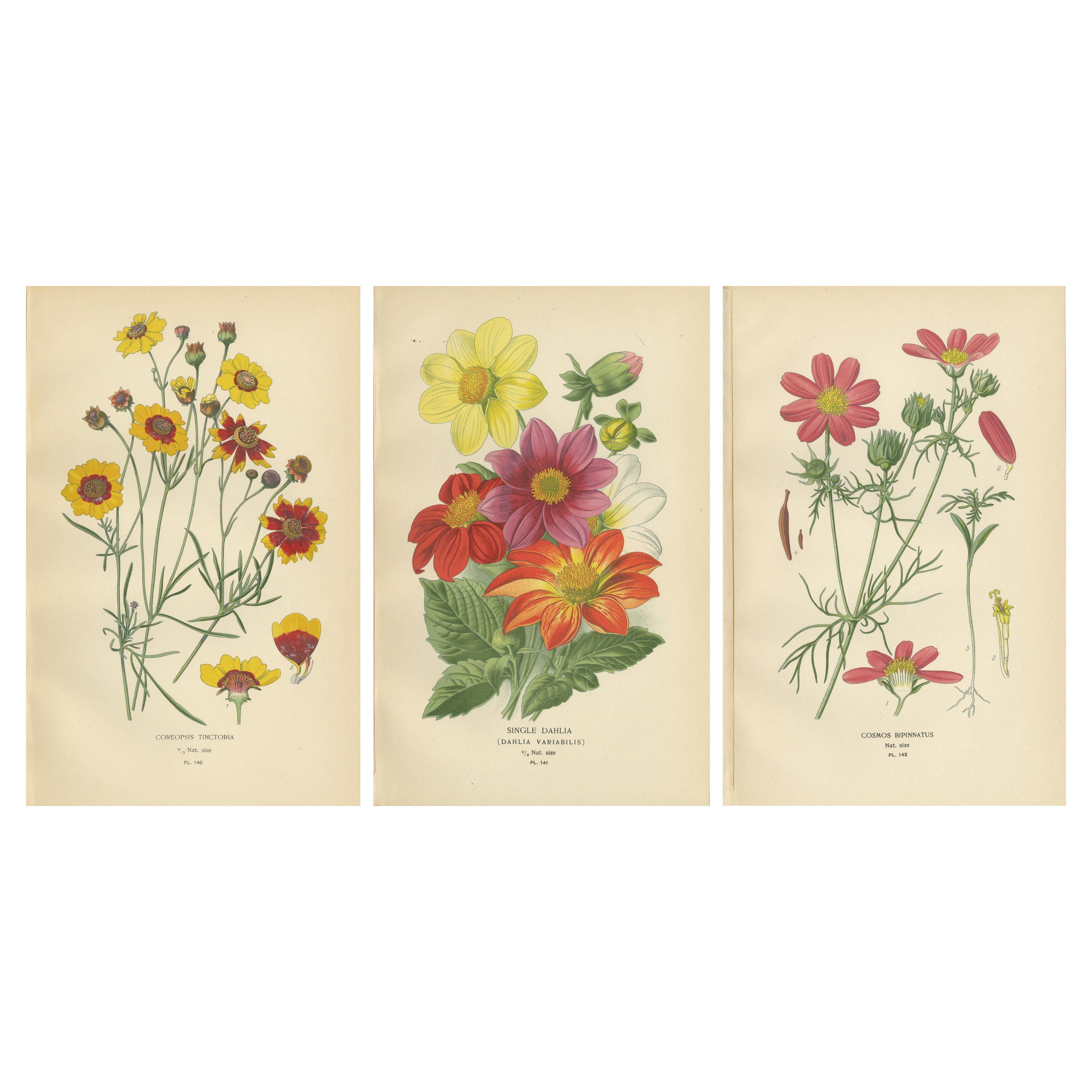 Grabados Botánicos Antiguos: Coreopsis, Dalia simple y Cosmos Bipinnatus, 1897