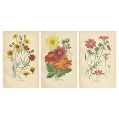 Impressions botaniques anciennes : Coreopsis, Single Dahlia & Cosmos Bipinnatus, 1897