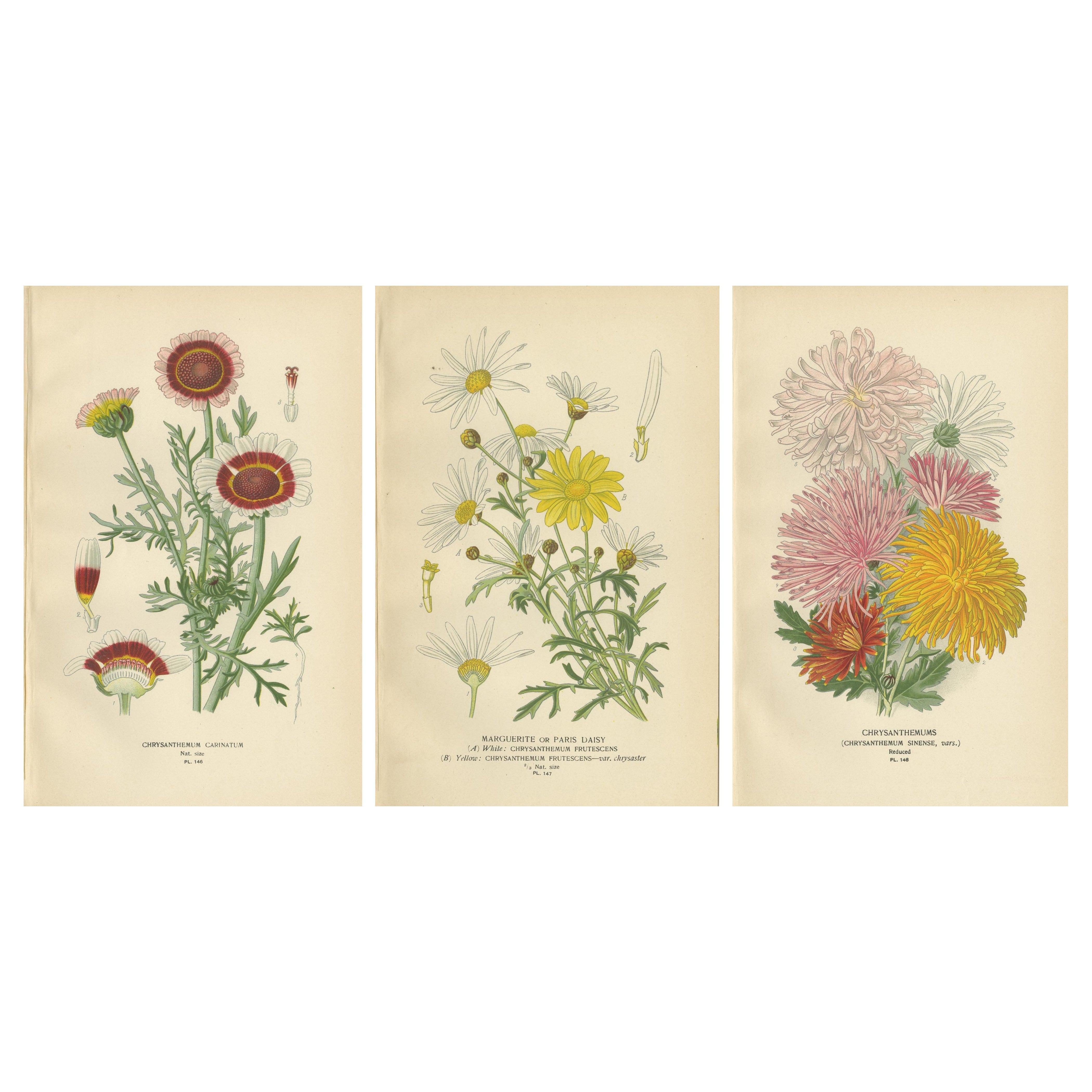 botanische Drucke: Chrysantheme Carinatum, Paris Gänseblümchen und Chrysanthemen, 1897