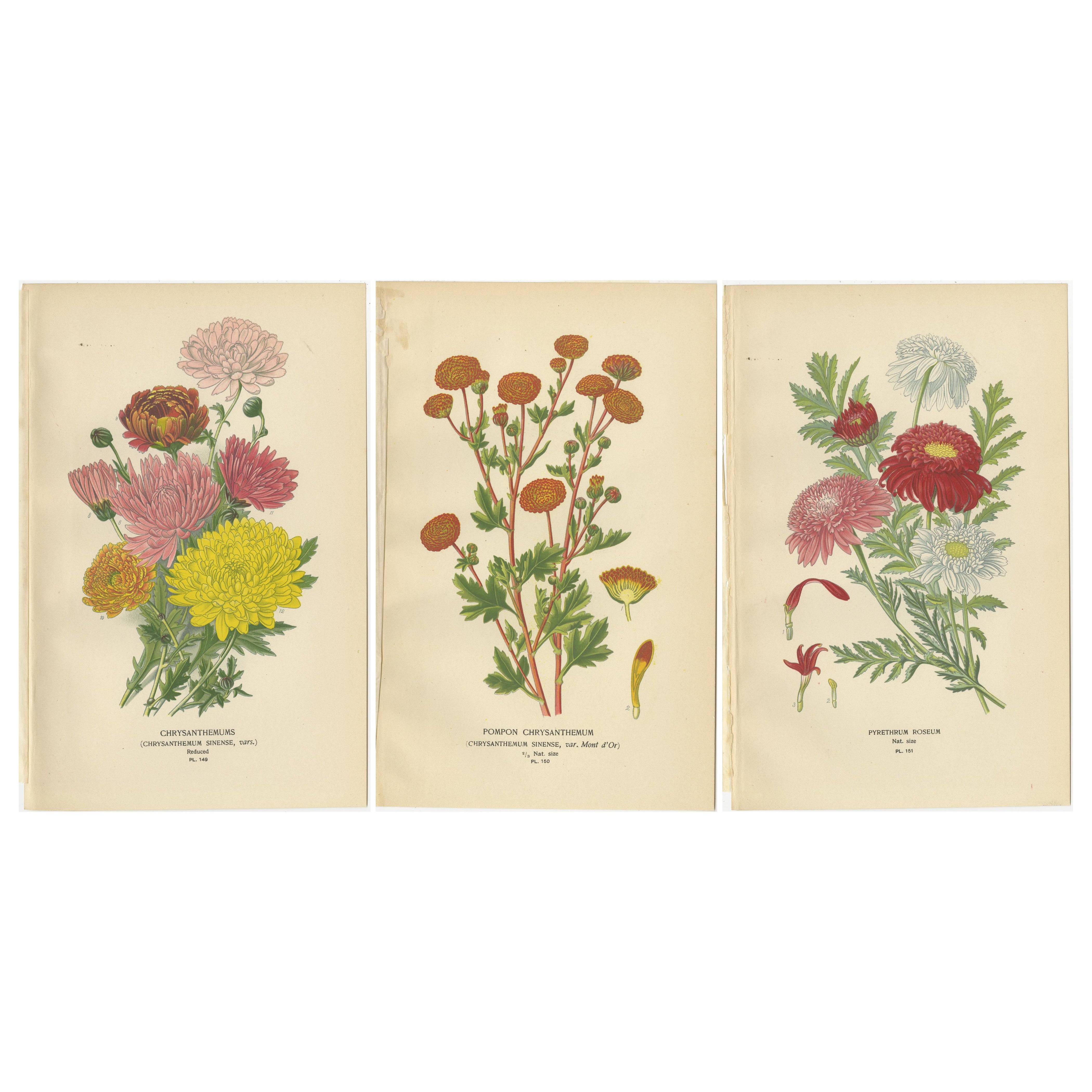 botanische Drucke: Chrysanthemen, Pompon Chrysanthemen und Pyrethrum Roseum, 1897