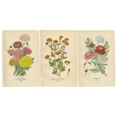 Impressions botaniques : Chrysanthèmes, Pompon Chrysanthèmes et Pyrethrum Roseum, 1897
