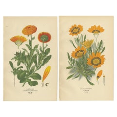 Pareja de Grabados Botánicos Antiguos: Caléndula y Gazania Splendens, 1897
