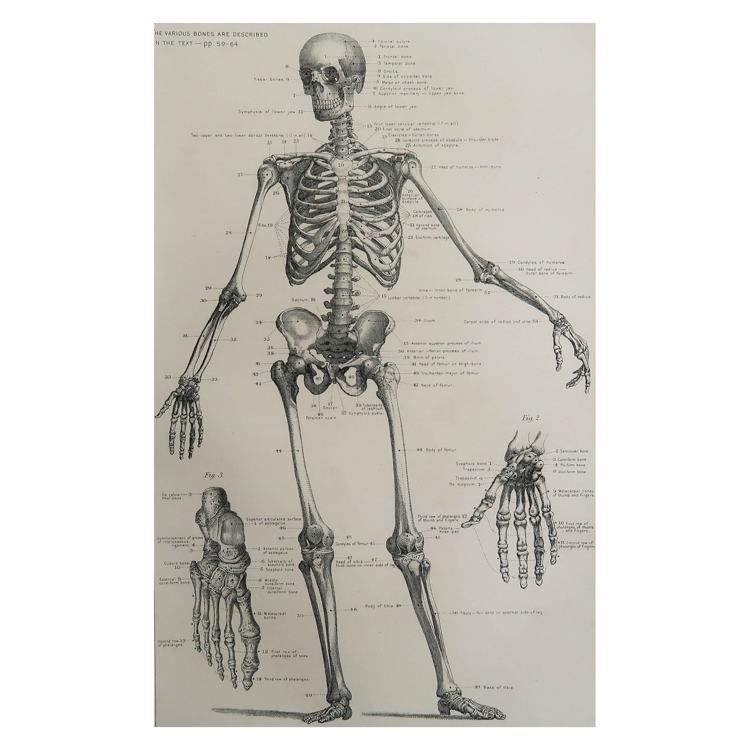 Original Vintage Medical Print-Skeleton, circa 1900