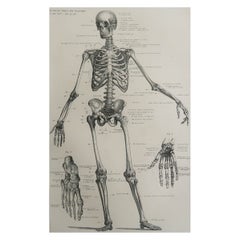 Original Vintage Medical Print-Esqueleto, circa 1900