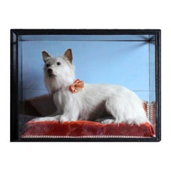 Early 20th Century Taxidermy Snow White Terrier "Fruach"