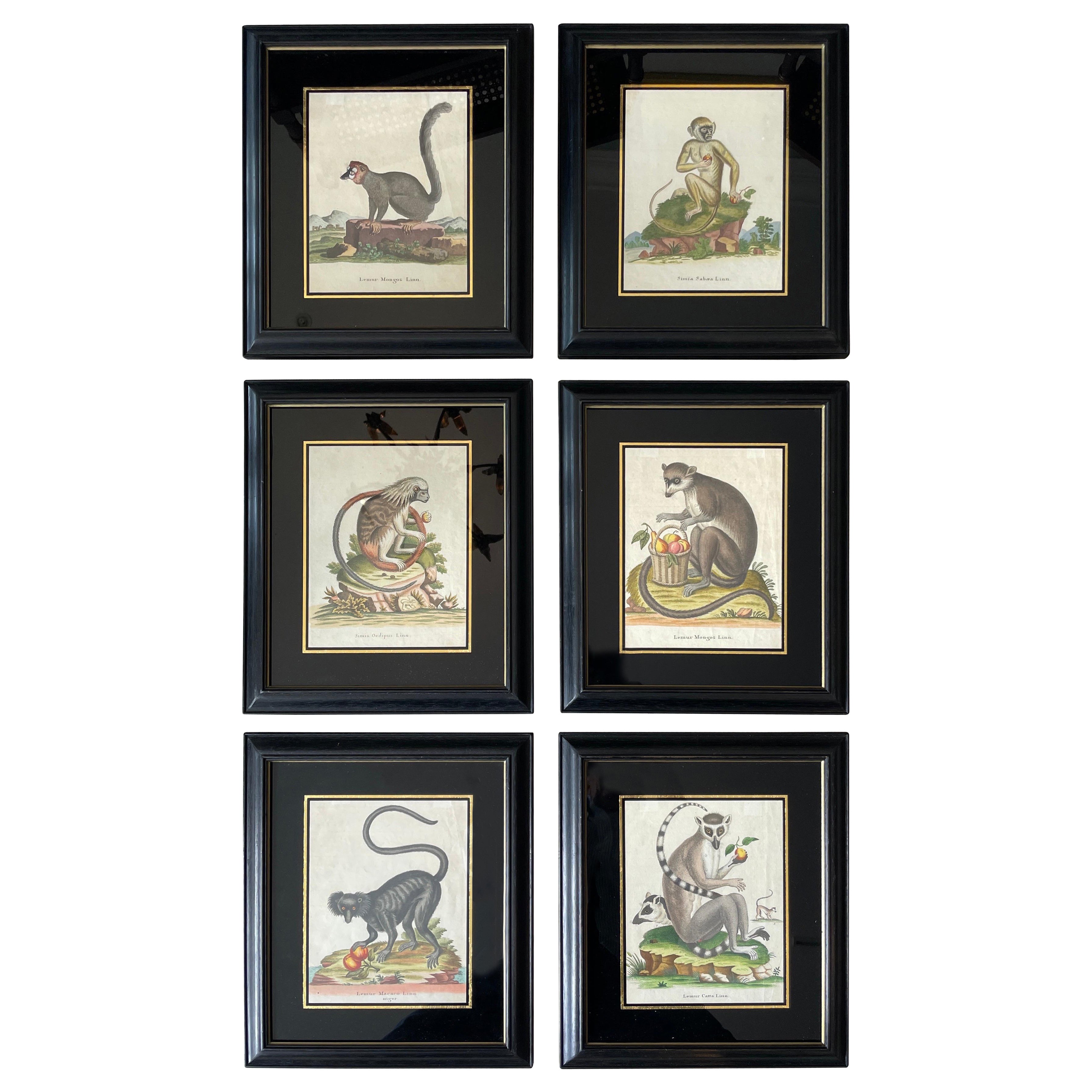 Set di sei rare incisioni di scimmie del XVIII secolo