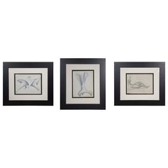 Set of Three Paper Drawings of Augustin Cardenas