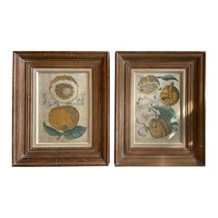 Antique Pair of Hand Colored Botanical engravings