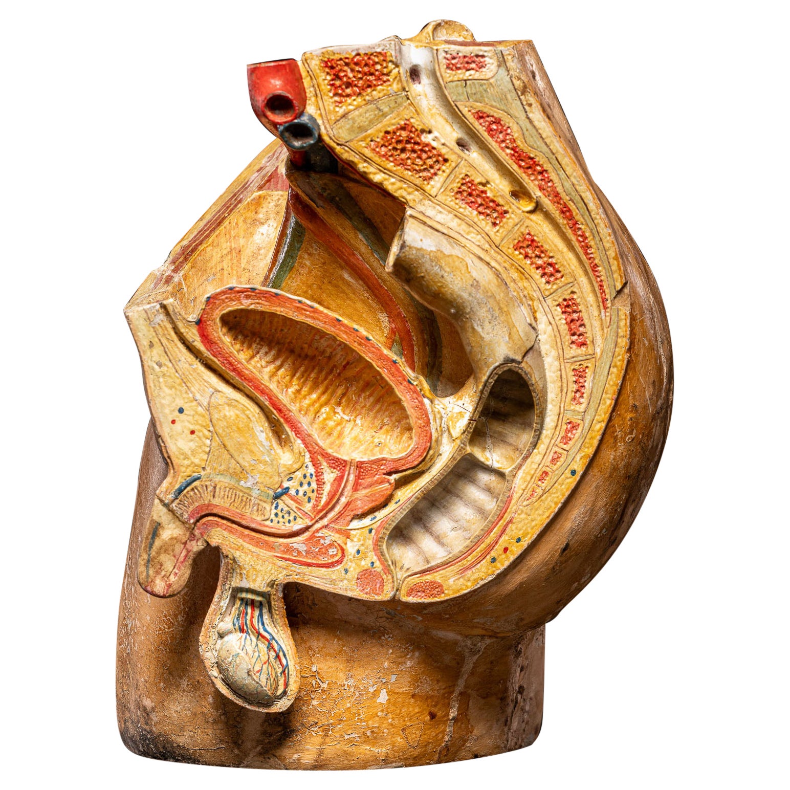 Male anatomical model in painted stuccoed fiber. First half of the 20th century.