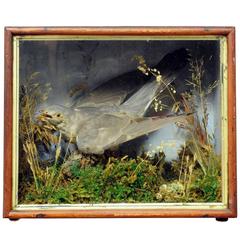 Antique Taxidermy Display Case, Cuckoo
