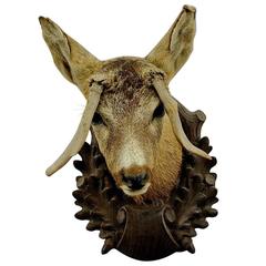 Antique Deer Head Taxidermy with Abnormous Antlers 1