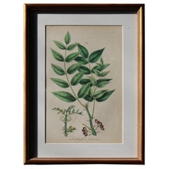 1850 12 handkolorierte botanische Teller aus der amerikanischen Praxis der Medizin