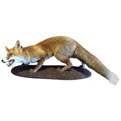 Red Fox Fullmount