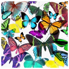 Acrylic Glicee Print of Butterflies