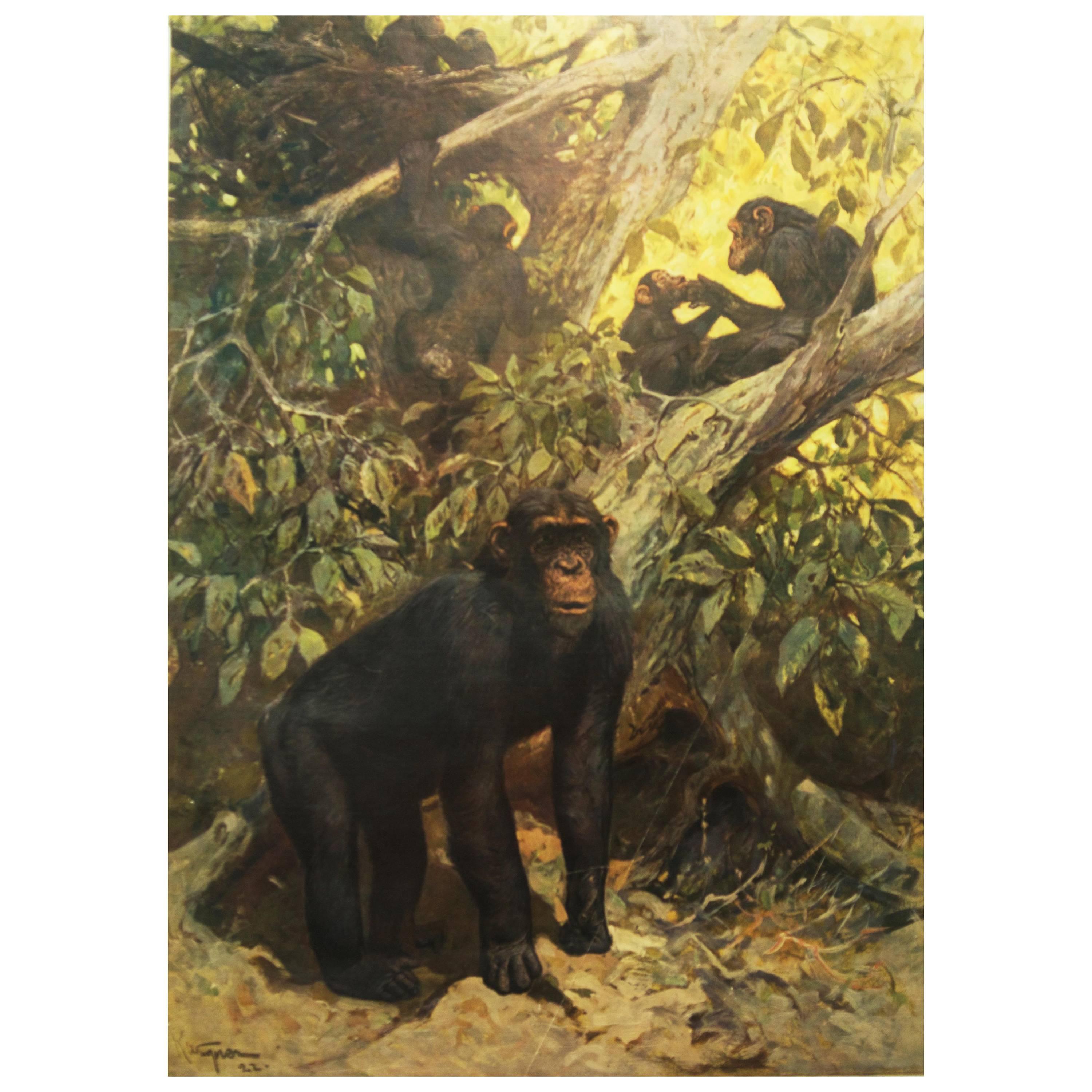 Antike deutsche Schule, Lehrtafel, Poster „Chimp“, „Chimp“ im Angebot