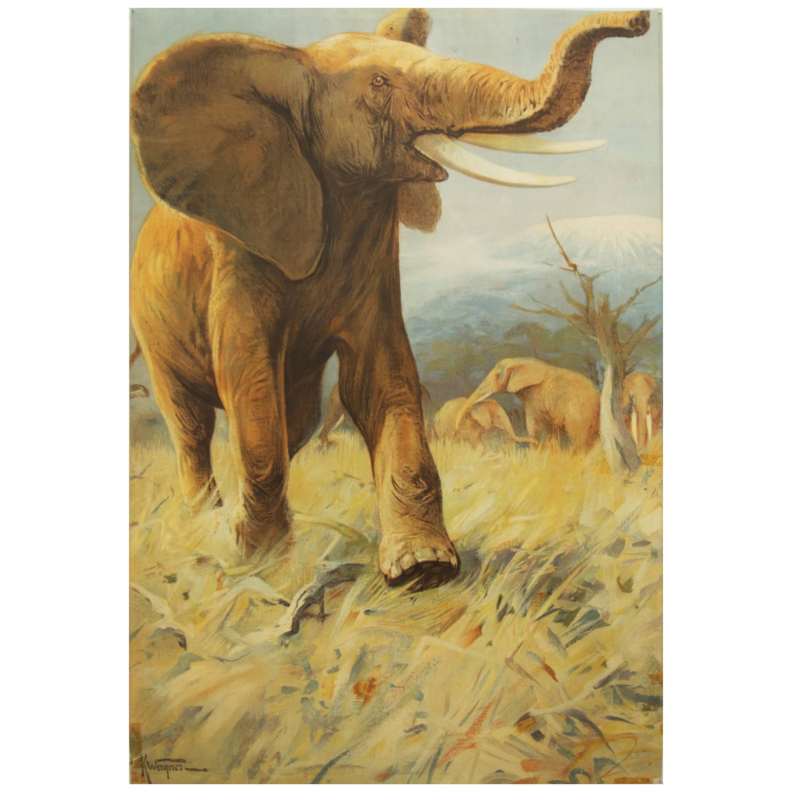 Ancienne école allemande, tableau d'enseignement, affiche « Éléphants » en vente