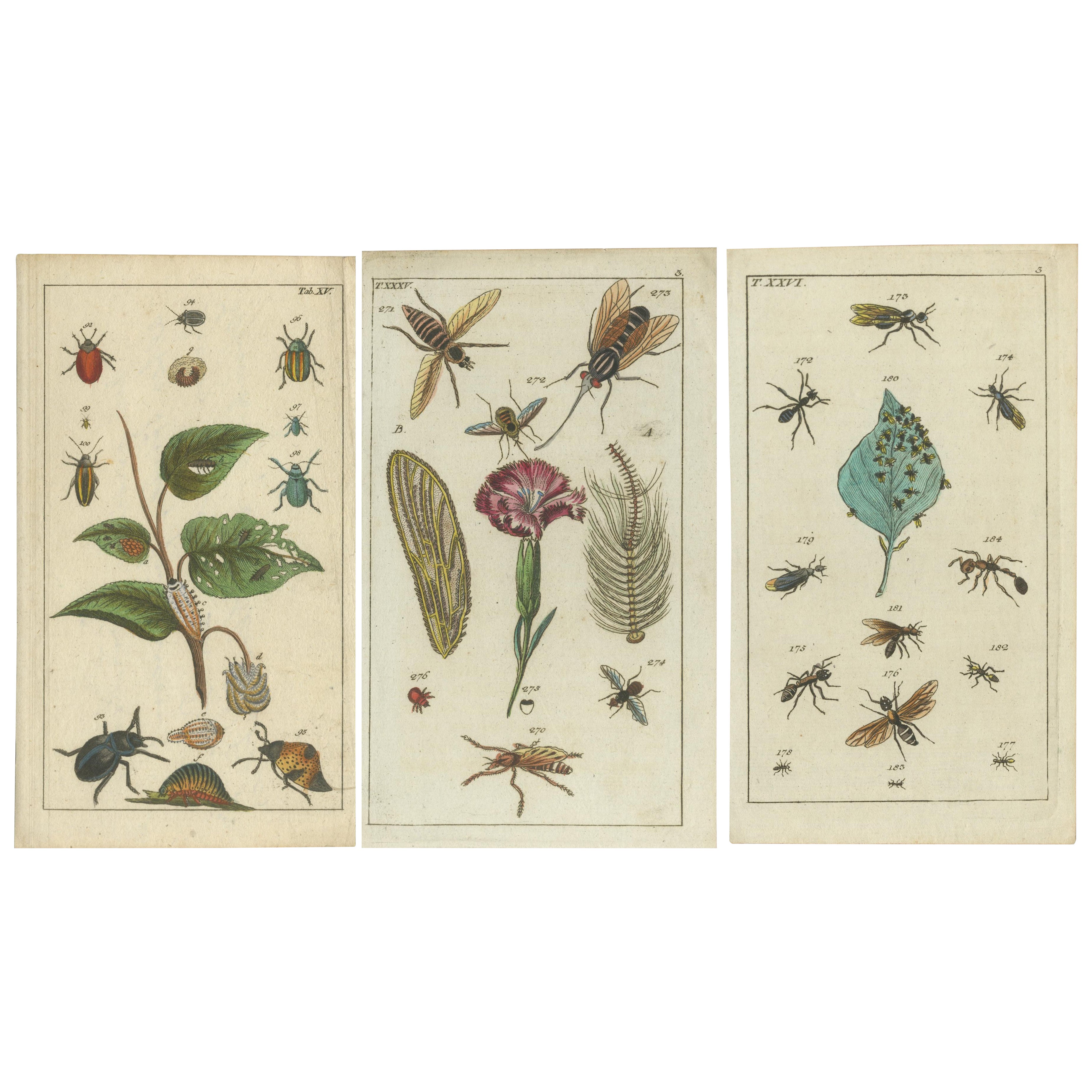 Stampe antiche di insetti: Piccole incisioni vibranti di insetti, foglie e fiori, 1832