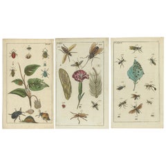 Stampe antiche di insetti: Piccole incisioni vibranti di insetti, foglie e fiori, 1832